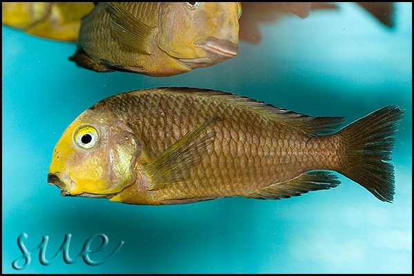 Tropheus sp. 'lukuga' Mtoto